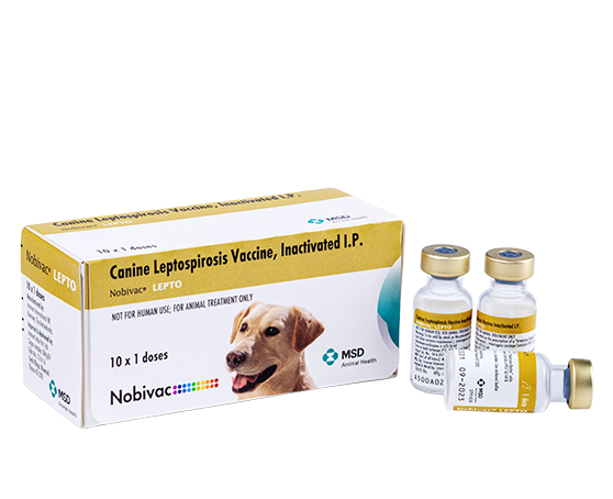 Nobivac Lepto 1 ML Vial